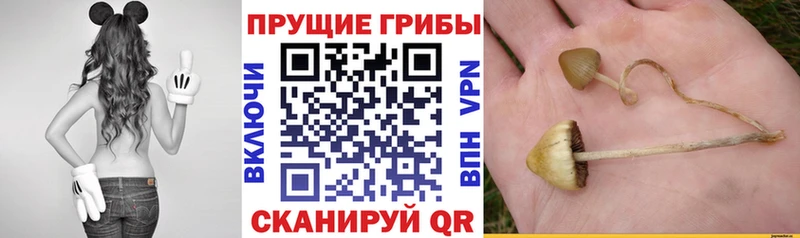 Купить  Павлово  Псилоцибиновые грибы ЛСД 
